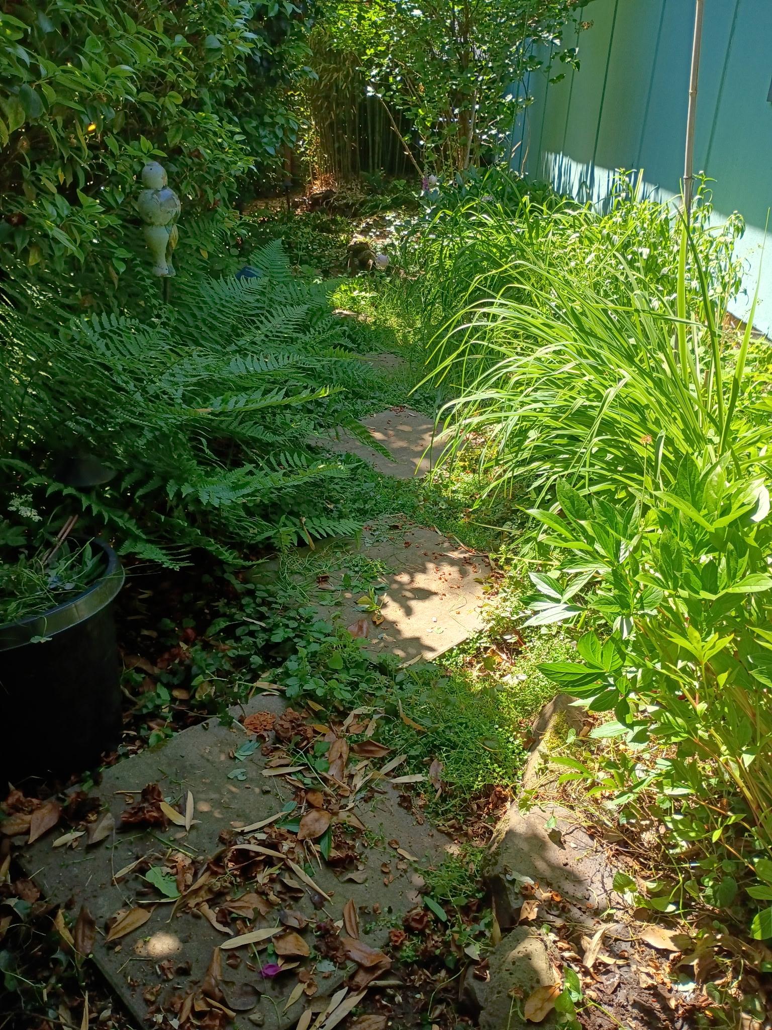 Overgrown garden bed before cleanup